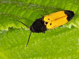 Attēlu rezultāti vaicājumam “Ampedus sp.”