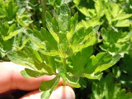 Attēlu rezultāti vaicājumam “Ranunculus repens leaf”