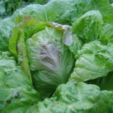 Image result for Neuseeländer Salat