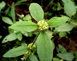 Attēlu rezultāti vaicājumam “Rubiaceae”