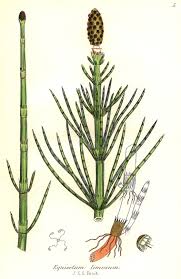 Attēlu rezultāti vaicājumam “Equisetum fluviatile”