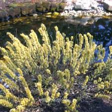 Attēlu rezultāti vaicājumam “Salix repens subsp. rosmarinifolia”