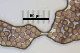Attēlu rezultāti vaicājumam “Physarum cinereum macro”