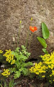 Image result for Meconopsis cambrica