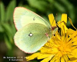 Attēlu rezultāti vaicājumam “Colias palaeno male”