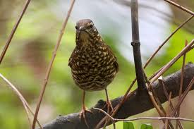 Image result for Zoothera sibirica