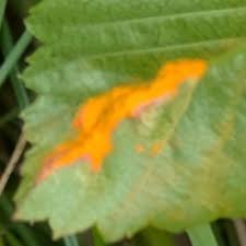 Attēlu rezultāti vaicājumam “Triphragmium ulmariae”