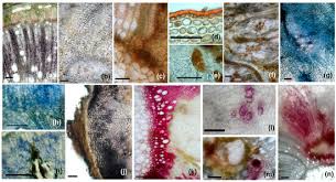 Attēlu rezultāti vaicājumam “Lasioptera rubi larva”