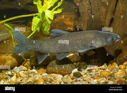 Image result for Mylopharyngodon piceus