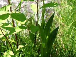 Attēlu rezultāti vaicājumam “Gymnadenia conopsea fruit”