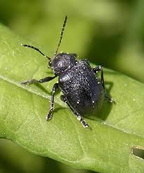 Attēlu rezultāti vaicājumam “Adoxus obscurus”