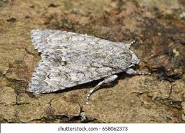 Attēlu rezultāti vaicājumam “Acronicta aceris”