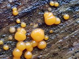 Attēlu rezultāti vaicājumam “Dacrymyces stillatus”