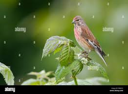 Attēlu rezultāti vaicājumam “Carduelis cannabina adult”