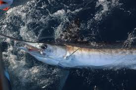 Image result for Kajikia albida