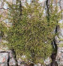 Attēlu rezultāti vaicājumam “Pseudoleskeella nervosa”