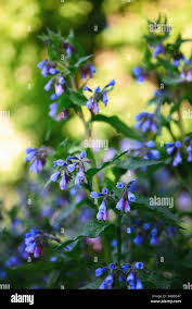 Attēlu rezultāti vaicājumam “Symphytum asperum flower”