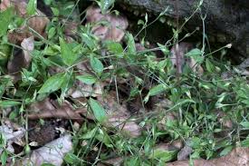 Attēlu rezultāti vaicājumam “Moehringia trinervia”