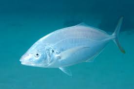 Image result for Pseudocaranx dentex