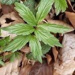 Attēlu rezultāti vaicājumam “Cardamine bulbifera leaf”