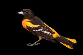 Image result for Icterus galbula