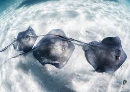 Image result for Hypanus americanus