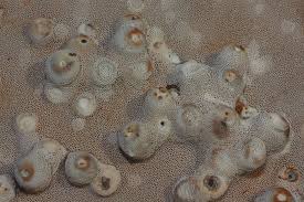 Attēlu rezultāti vaicājumam “Agathomyia wankowiczii”