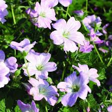 Image result for Geranium `Sandrine`
