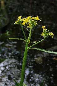 Attēlu rezultāti vaicājumam “Rorippa amphibia leaf”