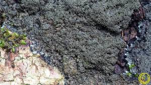 Attēlu rezultāti vaicājumam “Parmeliella triptophylla”