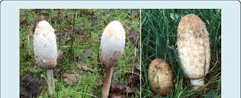 Attēlu rezultāti vaicājumam “Coprinus comatus”