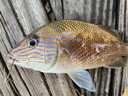 Image result for Haemulon plumierii