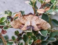 Attēlu rezultāti vaicājumam “Plagodis dolabraria”