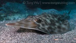 Image result for Rhinobatos rhinobatos