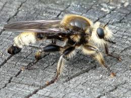 Attēlu rezultāti vaicājumam “Laphria gibbosa”