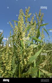 Attēlu rezultāti vaicājumam “Rumex hydrolapathum”