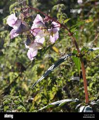 Image result for Impatiens glandulifera