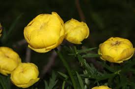 Attēlu rezultāti vaicājumam “Trollius europaeus bud”