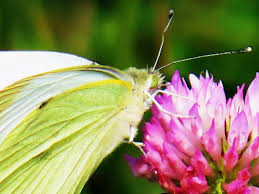 Attēlu rezultāti vaicājumam “Pieris brassicae male”