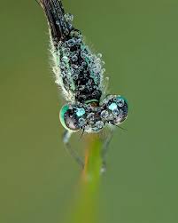 Attēlu rezultāti vaicājumam “Ischnura elegans”