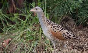 Attēlu rezultāti vaicājumam “Crex crex nest”