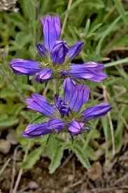 Image result for Campanula lingulata