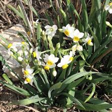 Attēlu rezultāti vaicājumam “Narcissus leaf”