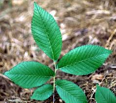 Attēlu rezultāti vaicājumam “Ulmus x hollandica leaf”