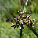 Attēlu rezultāti vaicājumam “Cyperus fuscus fruit”