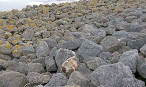 Attēlu rezultāti vaicājumam “Reticularia sp.”