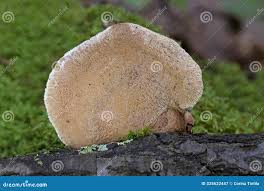 Attēlu rezultāti vaicājumam “Hapalopilus nidulans”