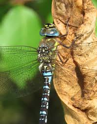 Attēlu rezultāti vaicājumam “Aeshna mixta male”