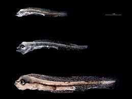 Image result for Dicentrarchus labrax