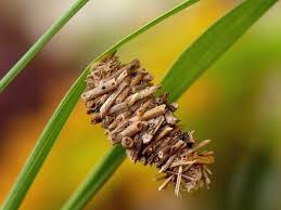 Attēlu rezultāti vaicājumam “Psychidae”